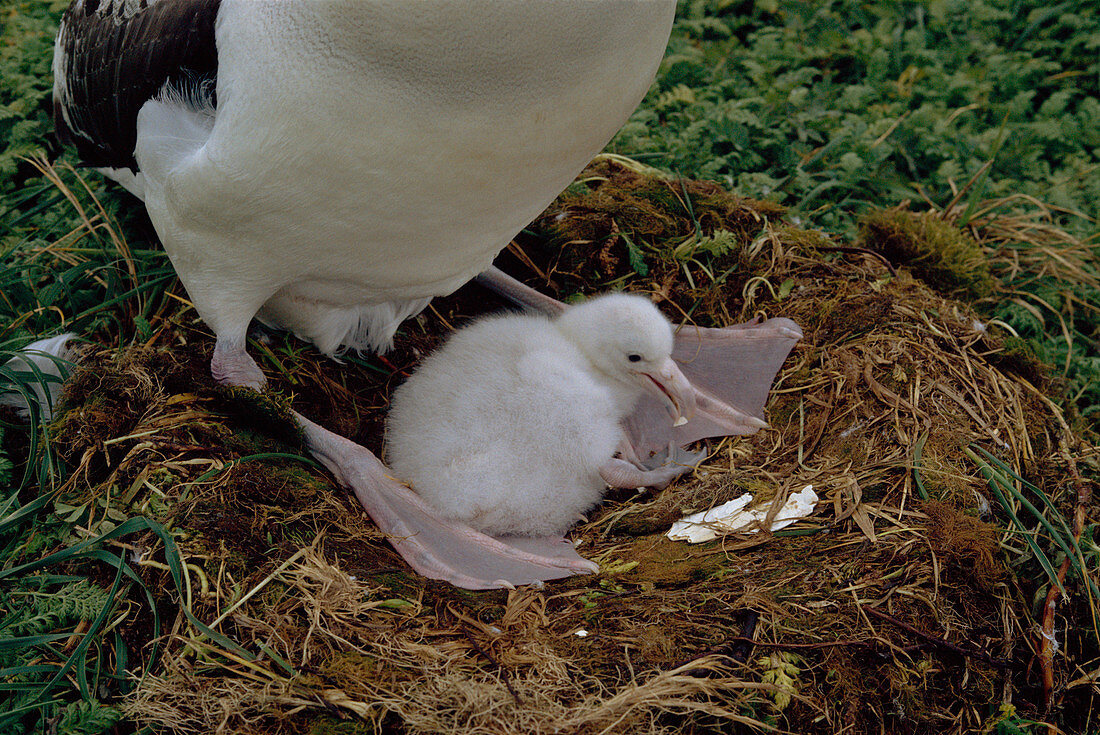 Wandering albatross egg