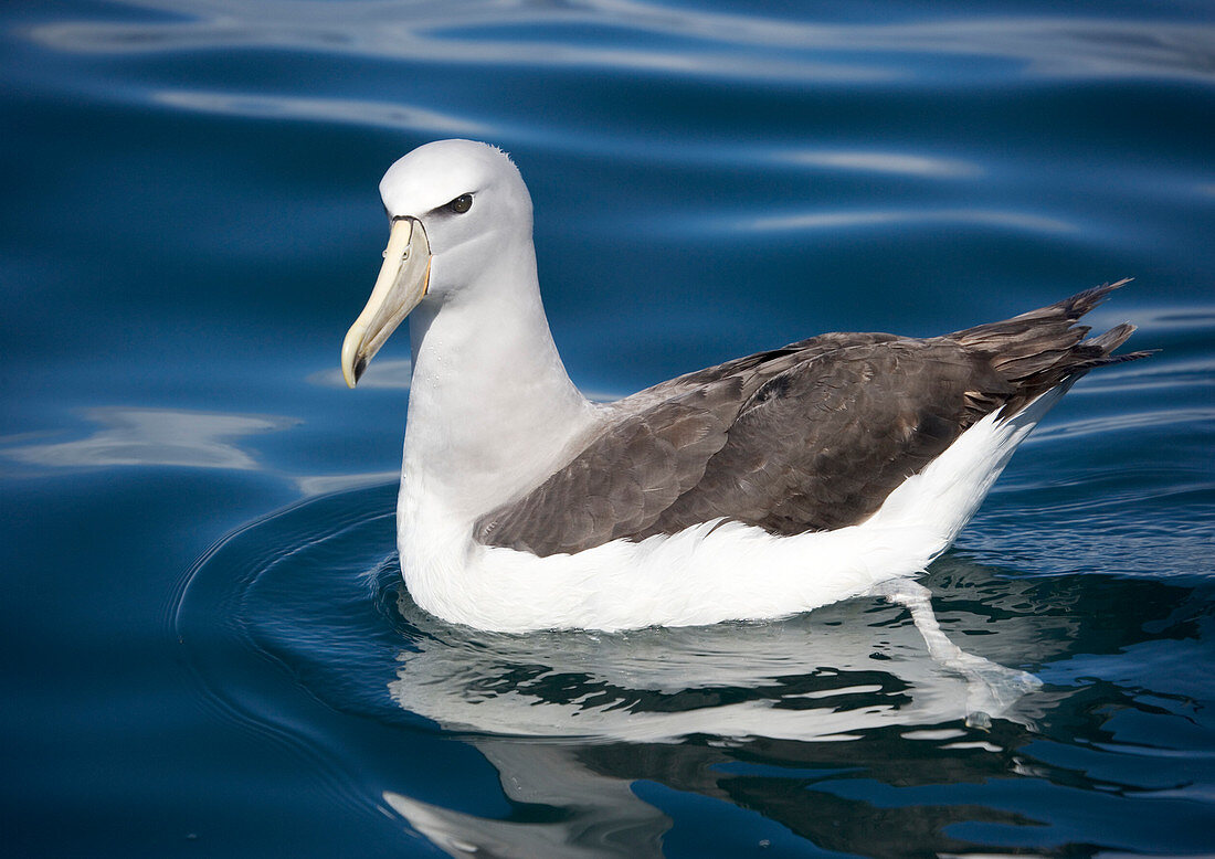 Salvin's albatross