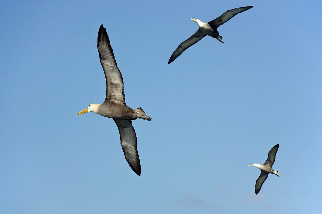 Waved albatrosses in flight