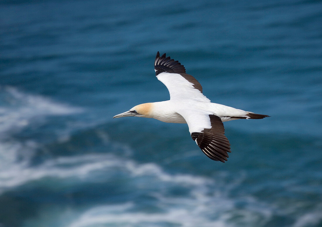 Australian gannet