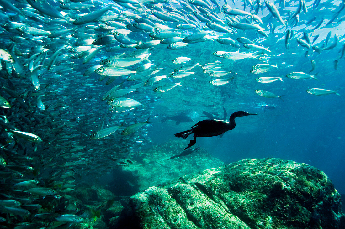 Brandt's cormorants