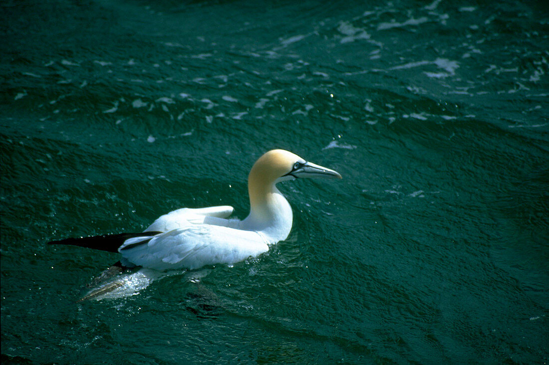 Gannet on water