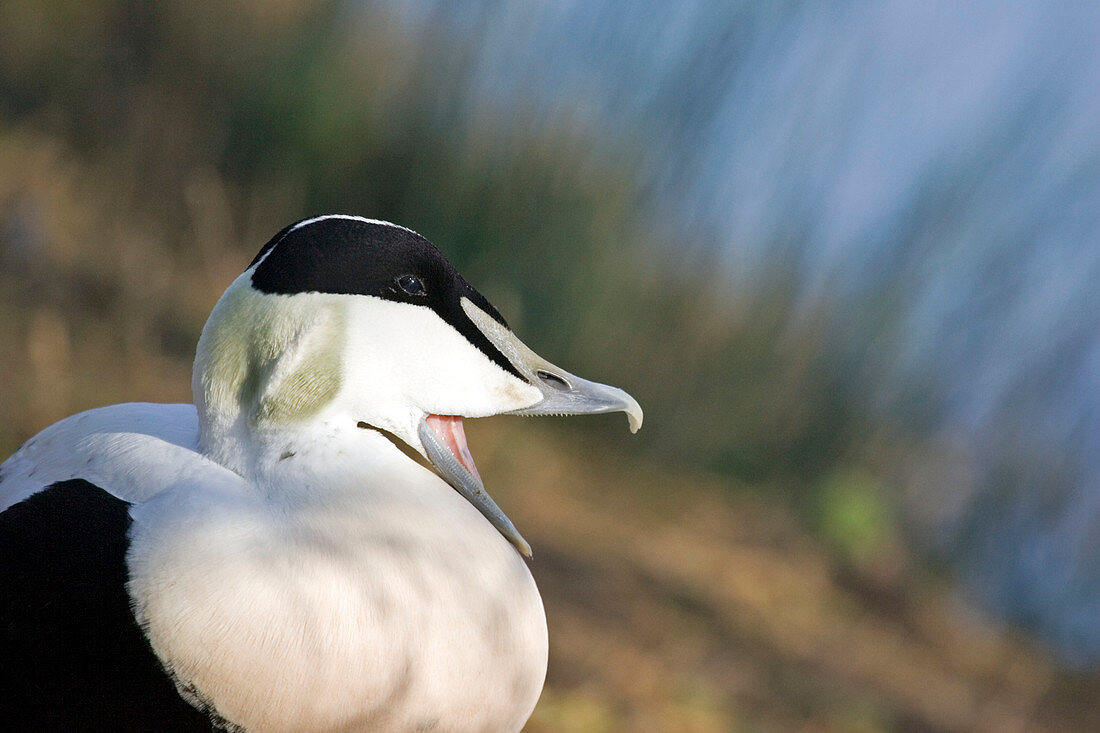 Male common eider duck