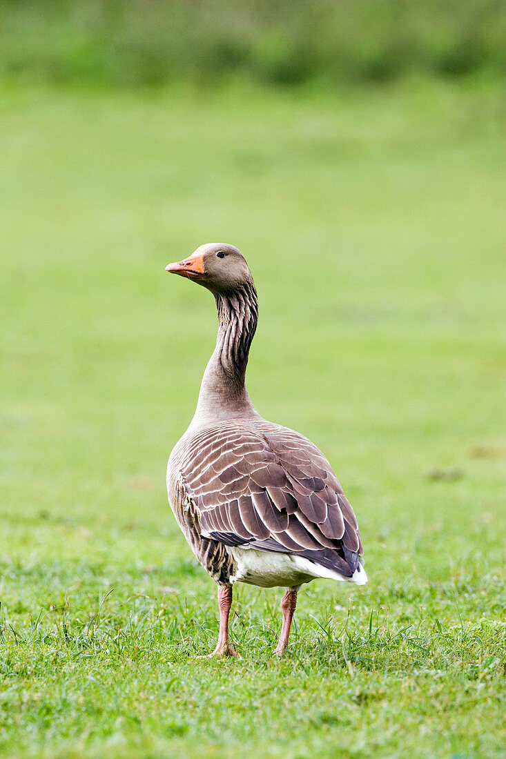 Greylag goose
