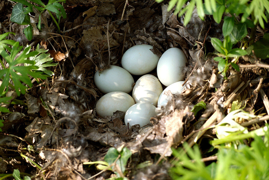 Mallard duck eggs