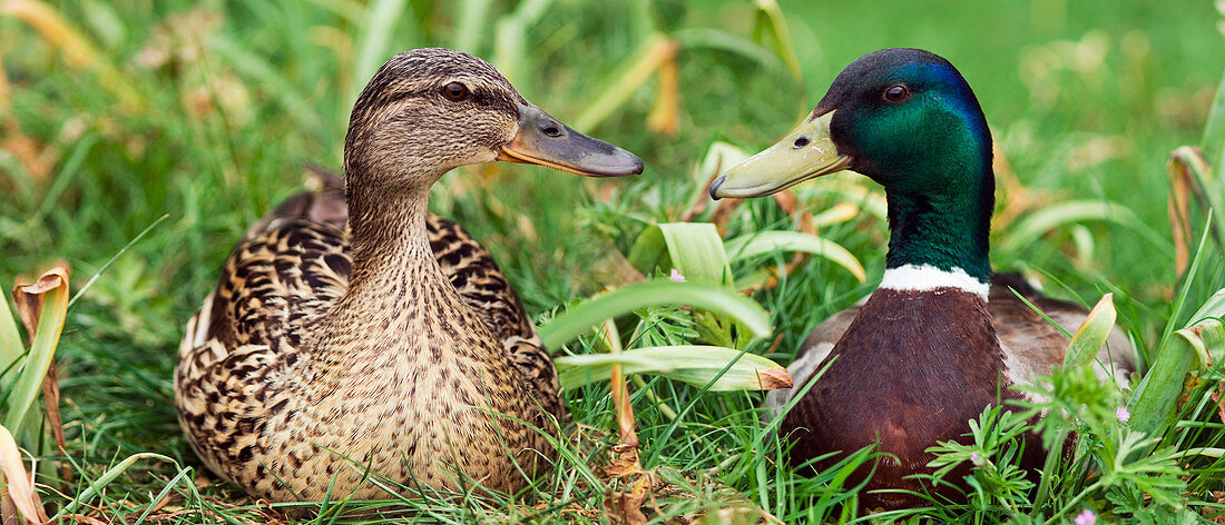 Mallard ducks,composite image