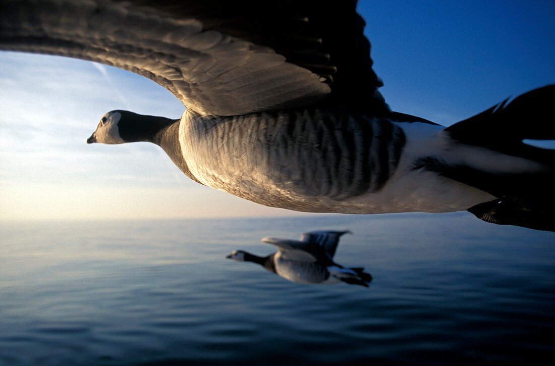 Barnacle geese flying