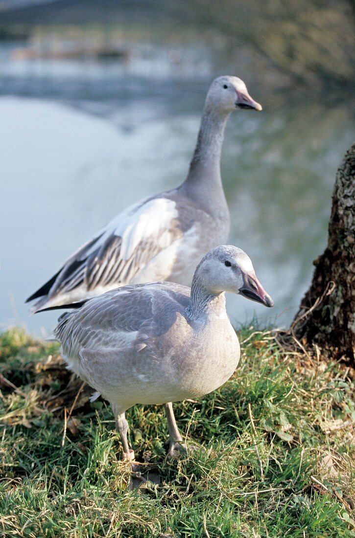 Snow geese