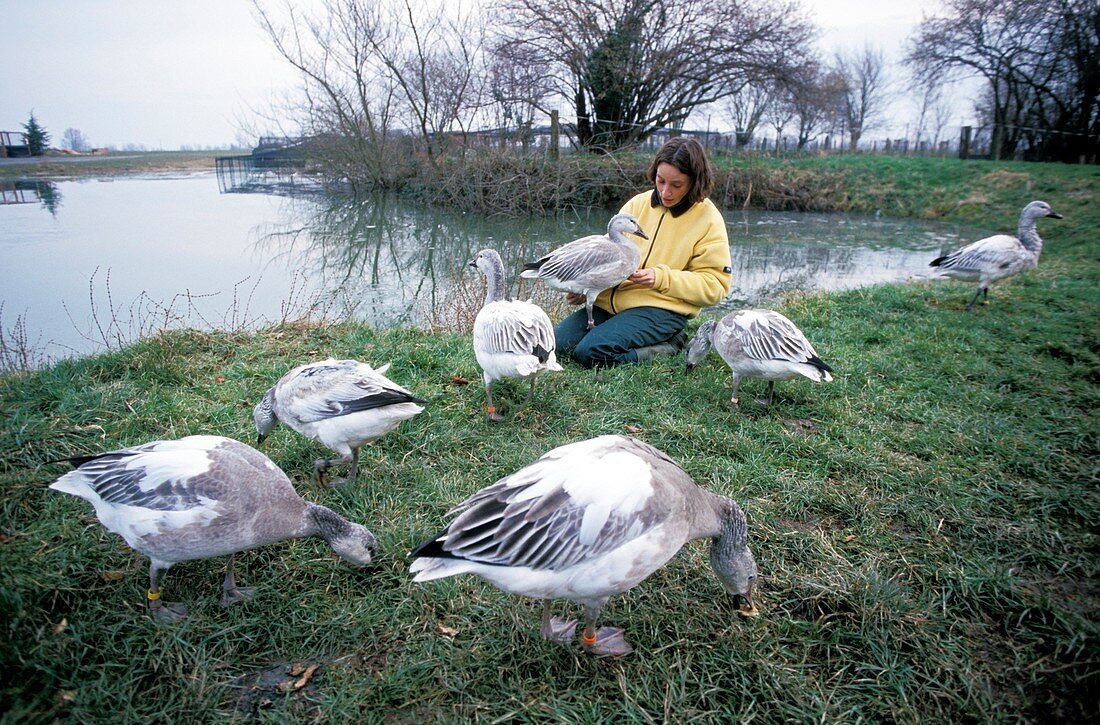 Carer with young snow geese