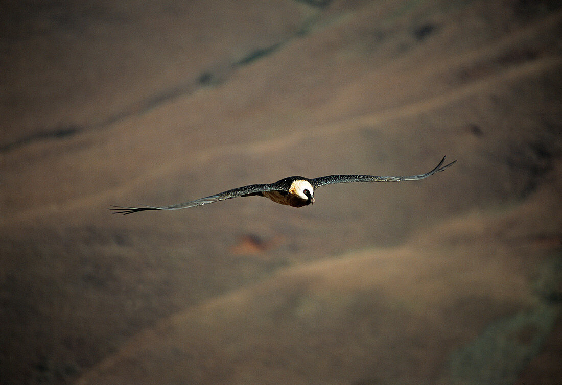 Bearded vulture