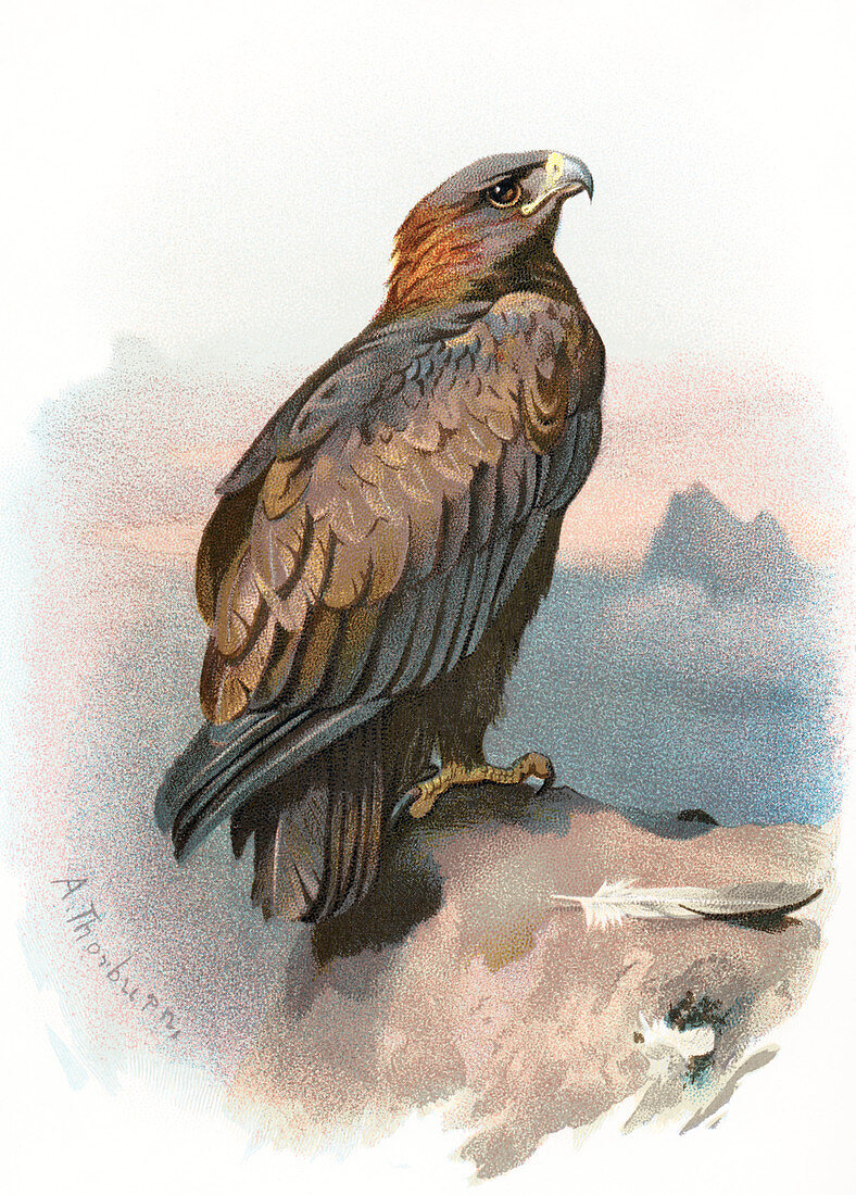 Golden eagle,historical artwork
