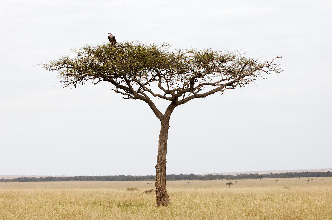 Nubian vulture in a tree