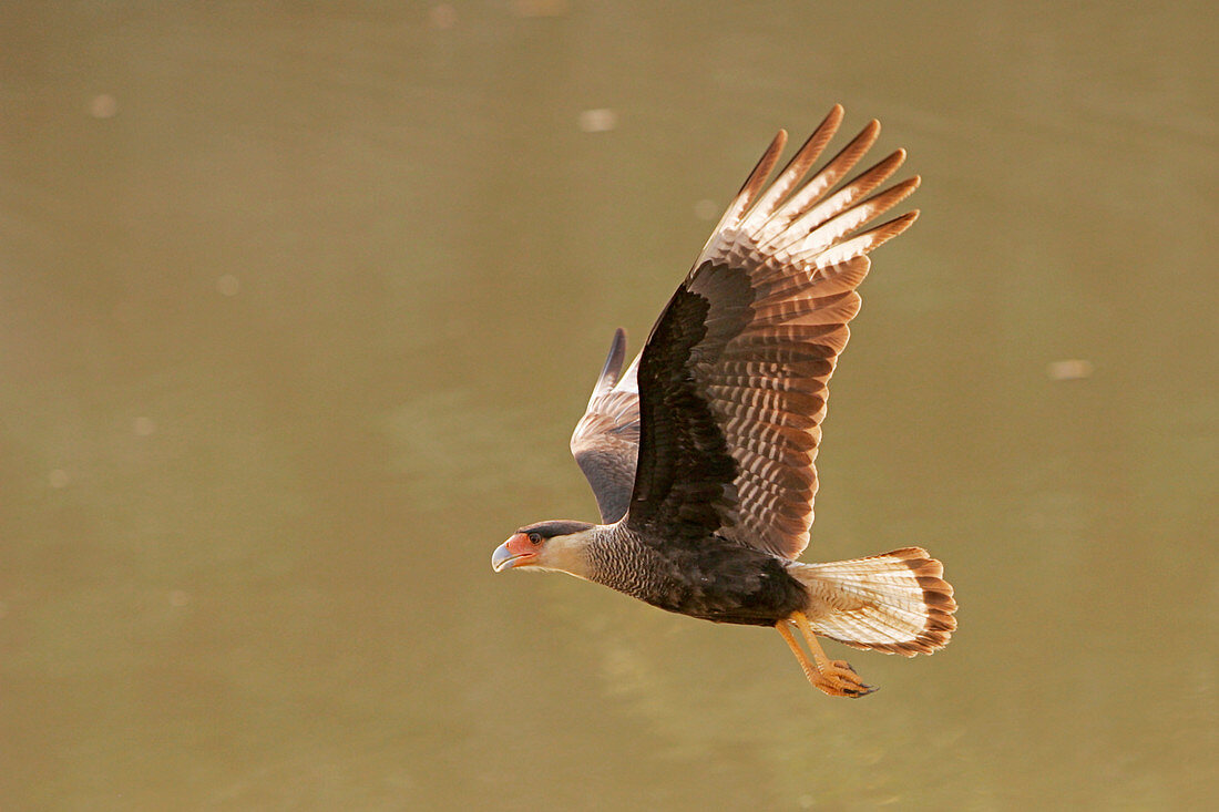 Crested caracara in flight