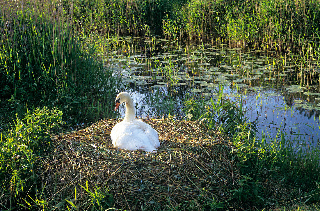 Mute swan on a nest