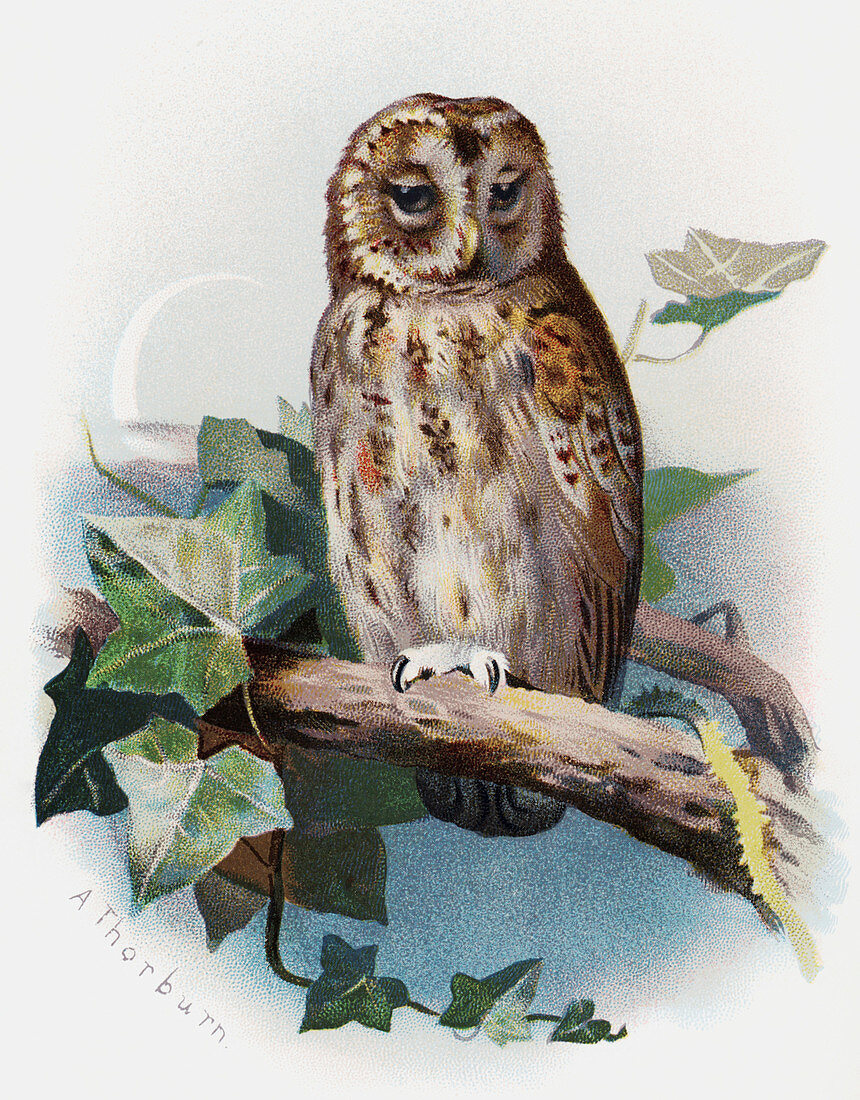 Tawny owl,historical artwork