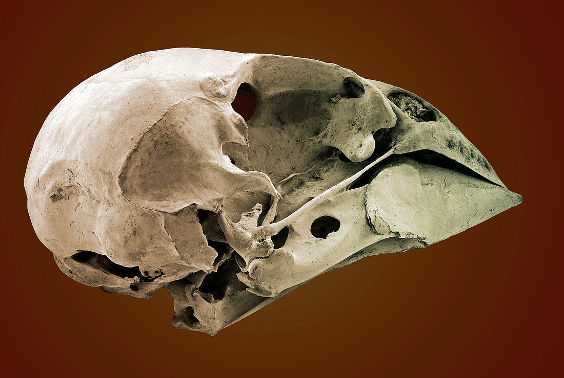 Striated finch skull,SEM