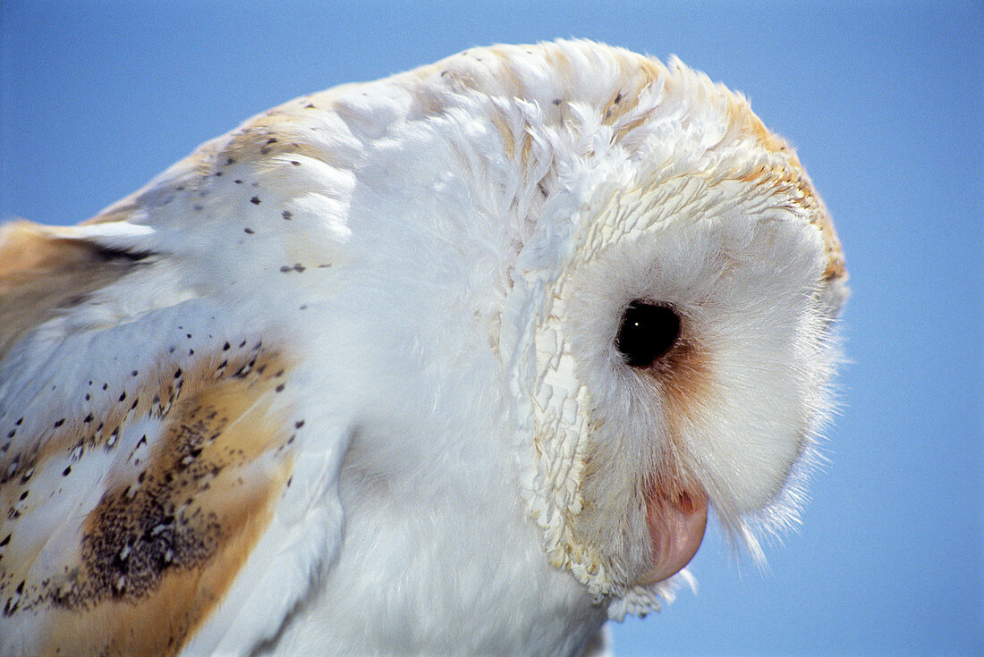 Barn owl