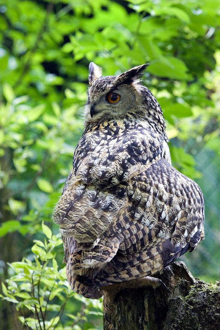 European eagle owl