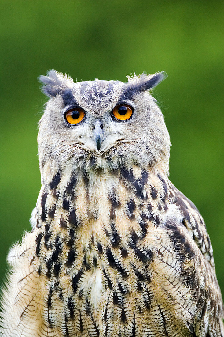 European eagle owl