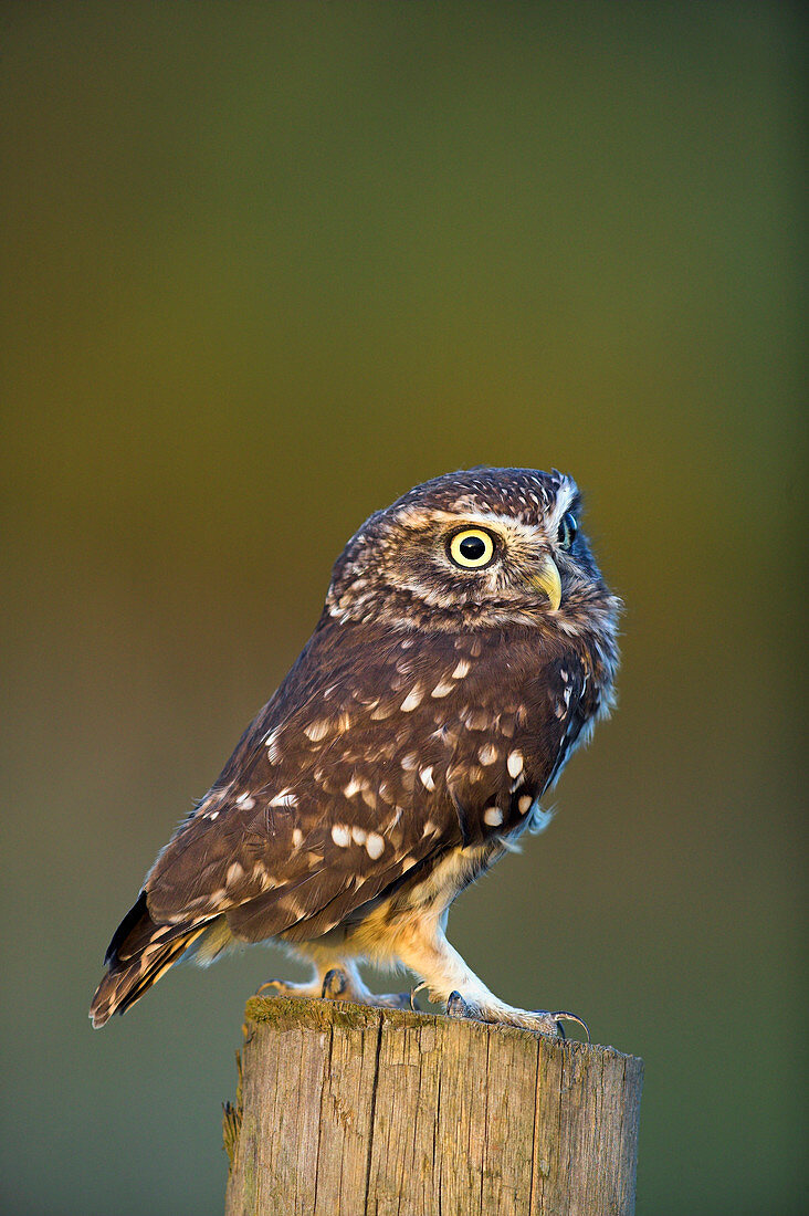 Little owl