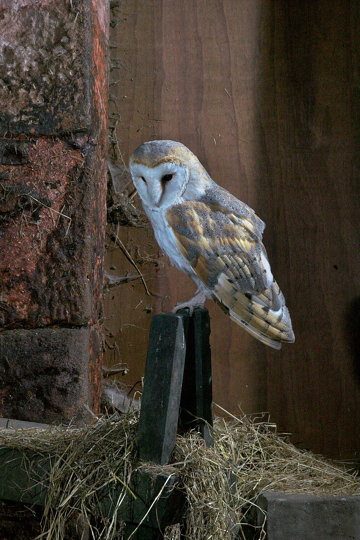 Barn owl