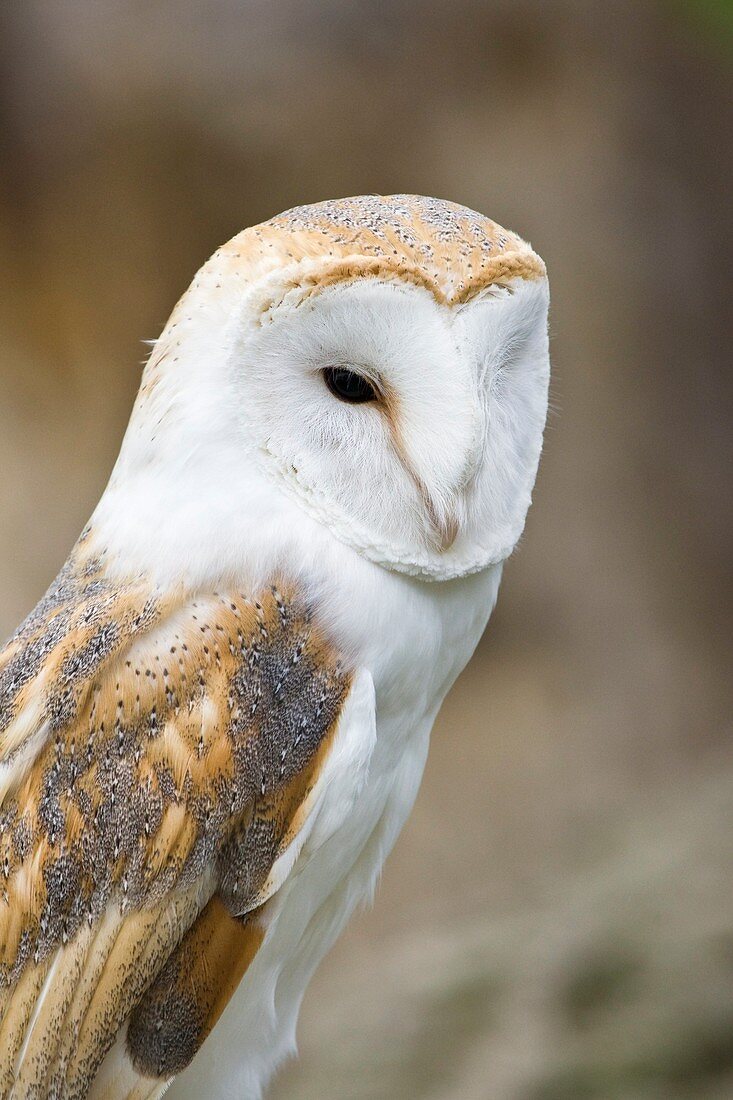 Barn owl