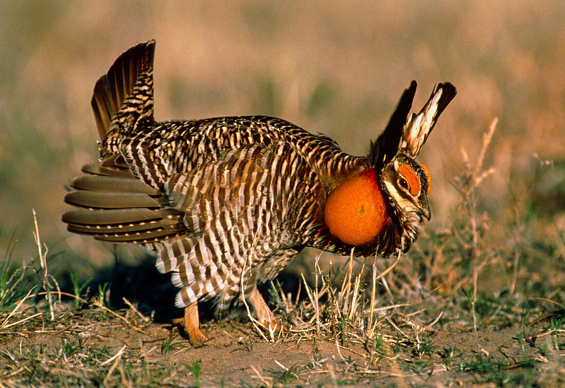 Greater prairie-chicken (Tympanuchus cupido)