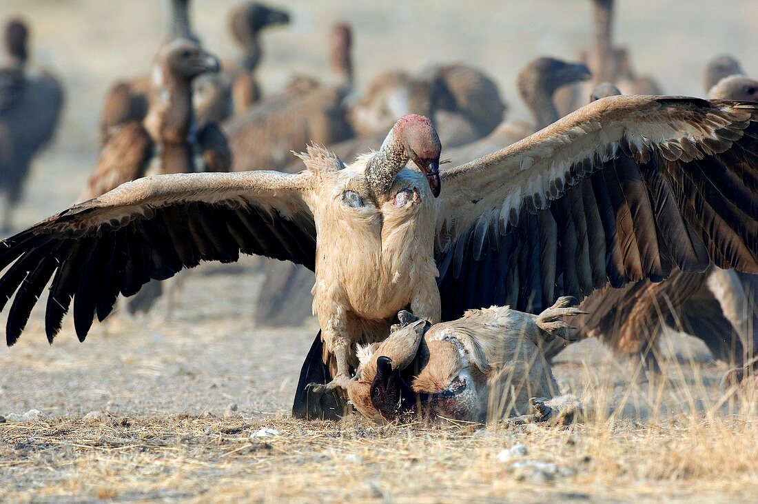 Cape vultures fighting