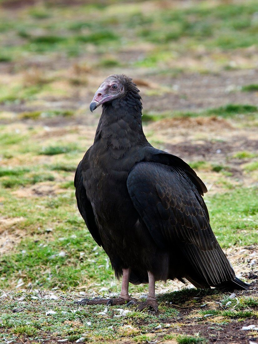 Juvenile turkey vulture