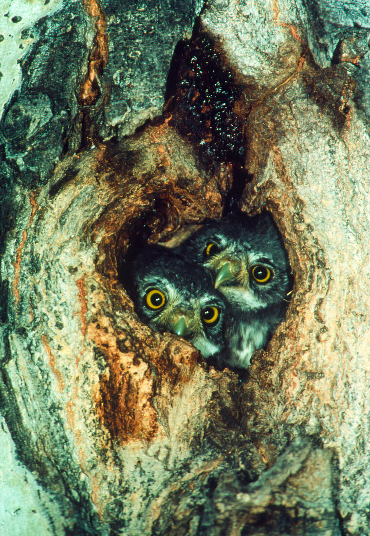 Pygmy owls (Glaucidium gnoma) in nest hole in tree