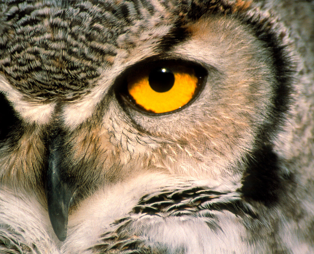 Great horned owl eye