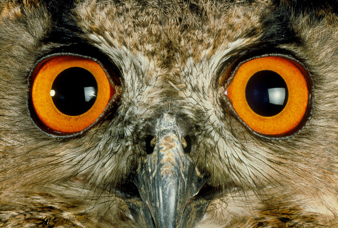 Owl's eyes