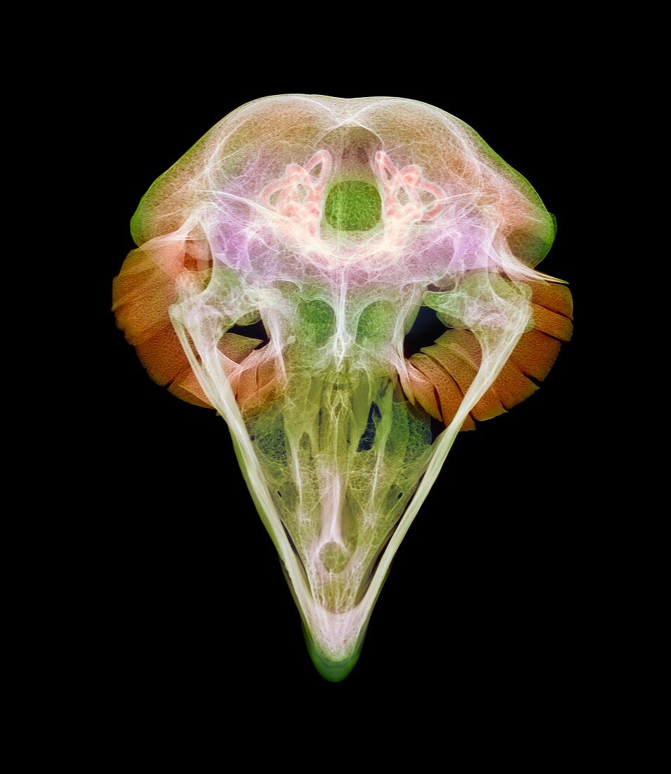 Eagle owl skull,X-ray