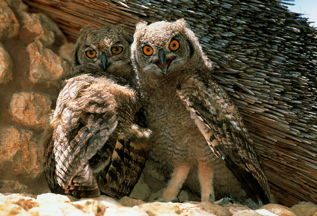 Spotted eagle owls
