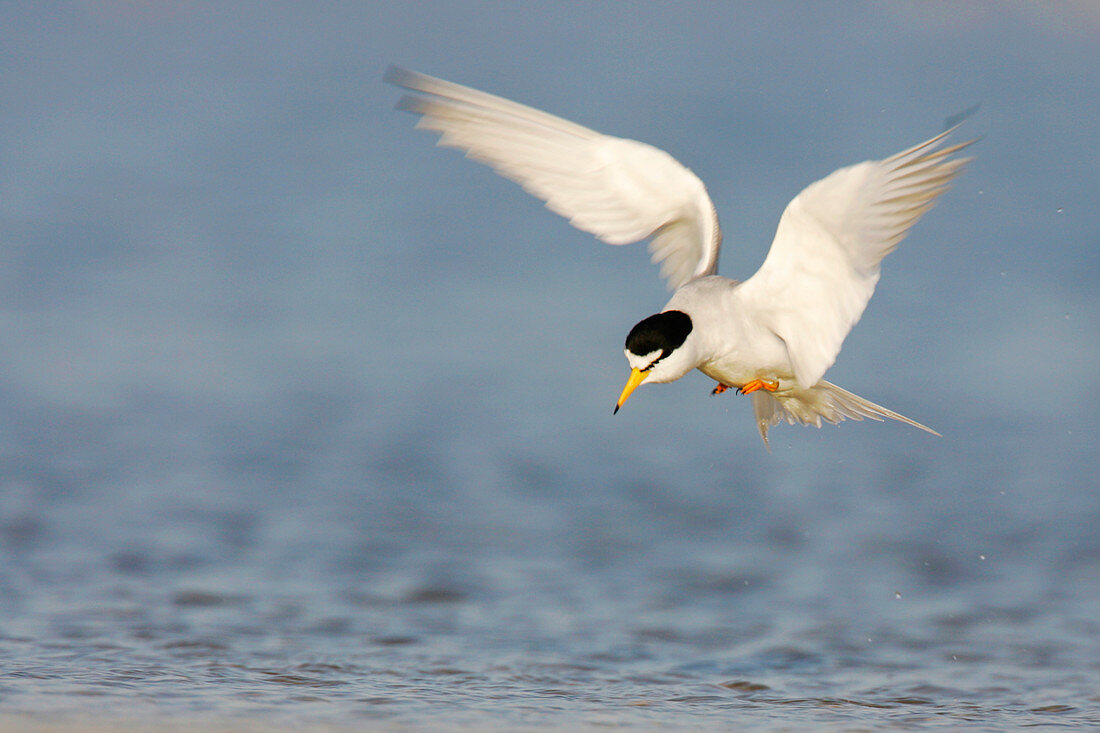 Least tern hunting for fish