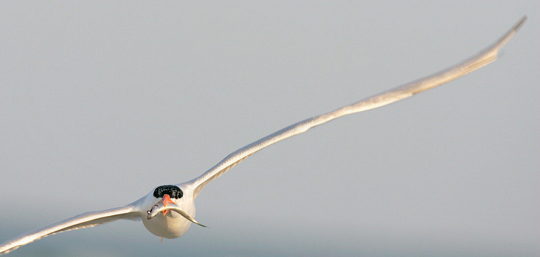 Royal tern in flight