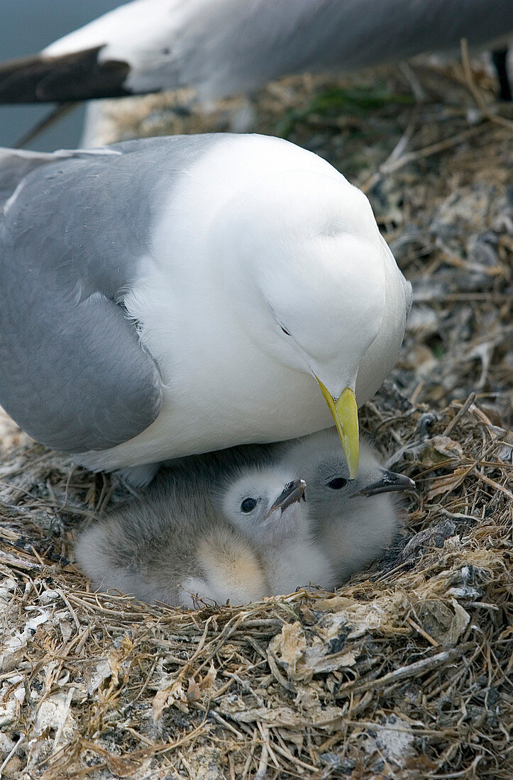 Kittiwake brooding