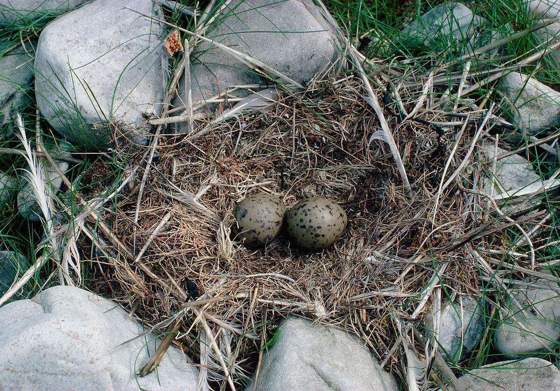 Common gull eggs