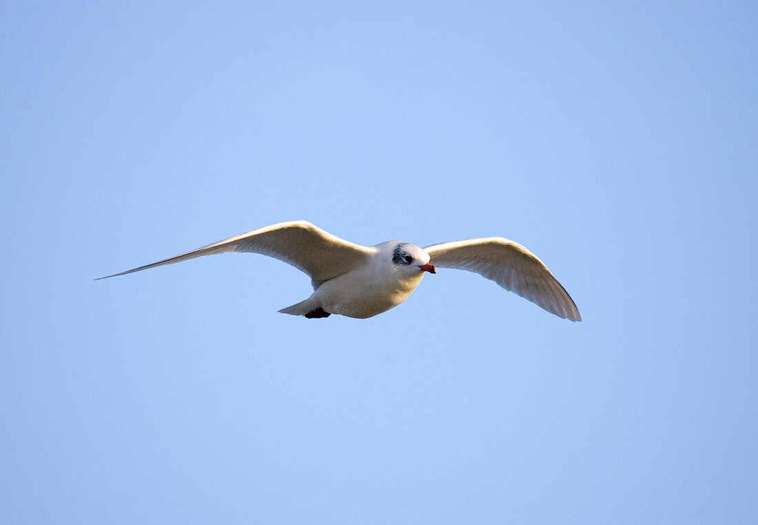 Mediterranean gull