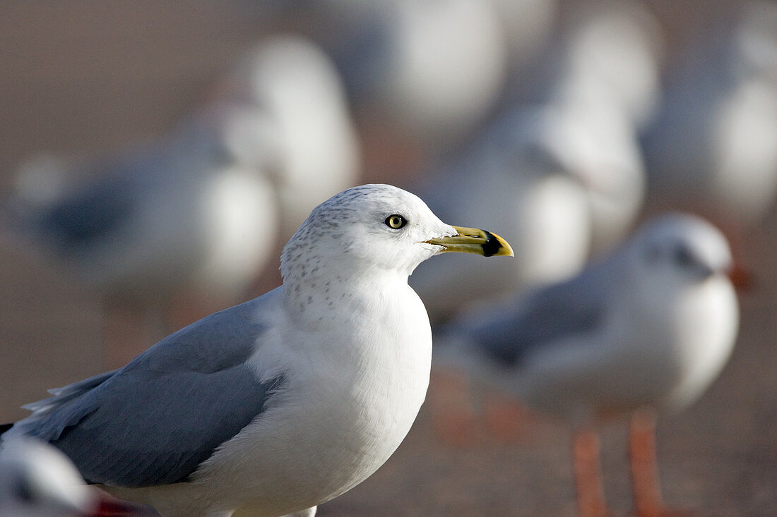 Ring billed gull