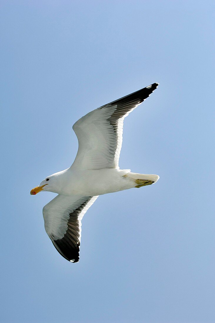 Kelp gull in flight
