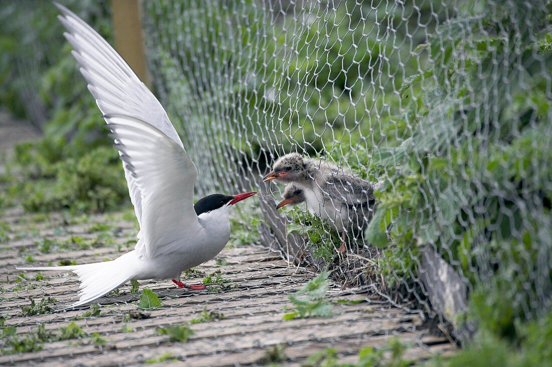 Arctic tern feeding chicks