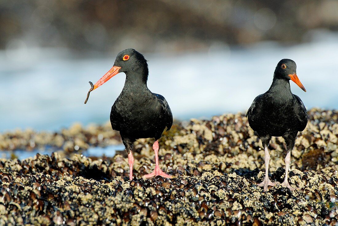 African black oystercatchers foraging