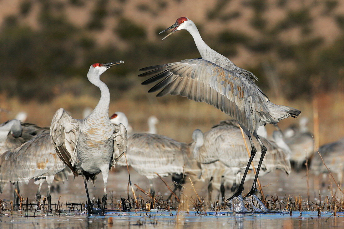 Sandhill crane courtship