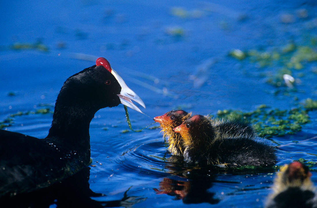 Red-knobbed coot and chicks