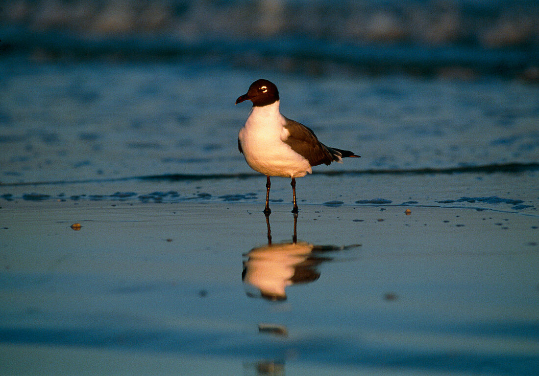 Laughing gull (Larus atricilla) on mudflats