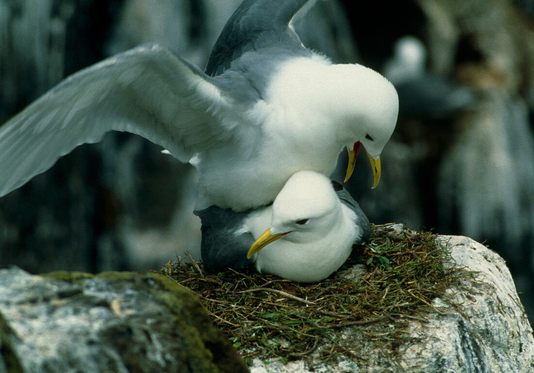 Kittiwakes mating