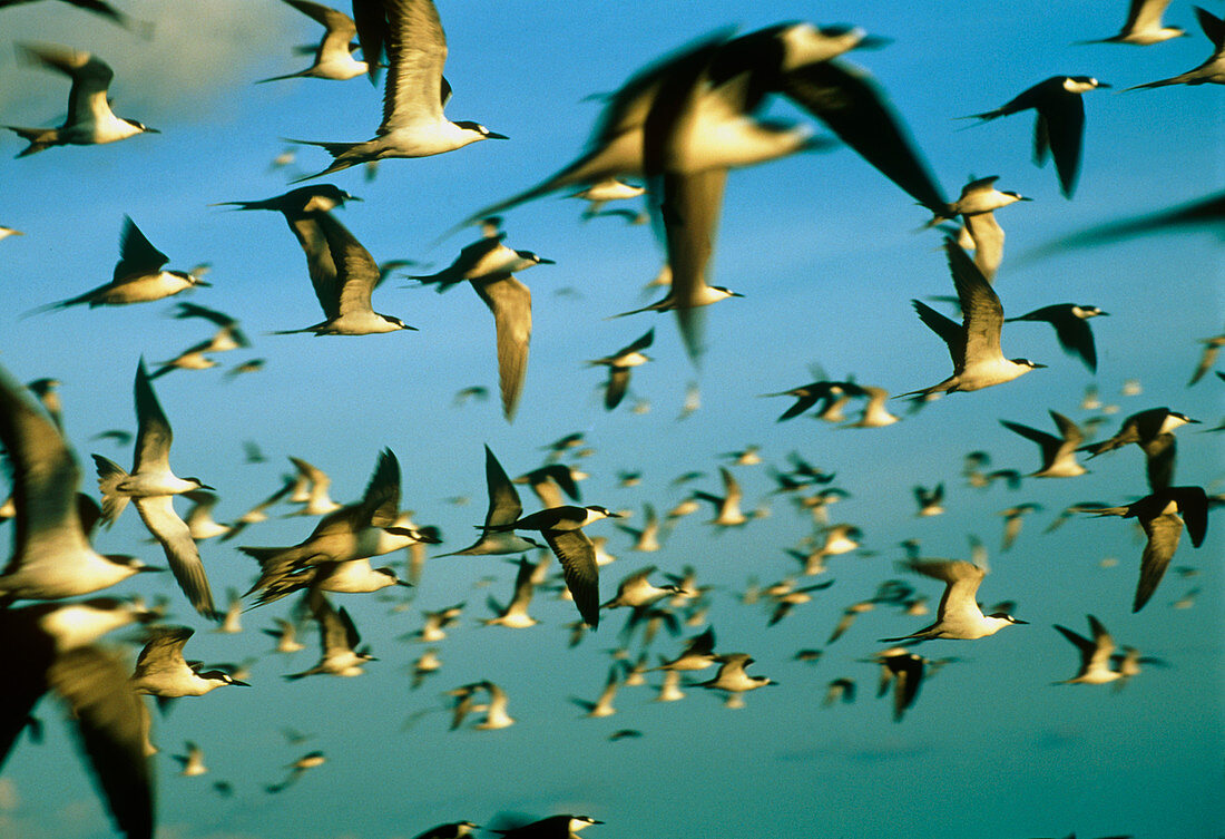 Flock of sooty terns