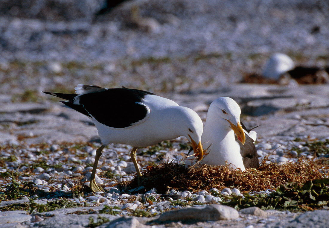 Kelp gulls nesting