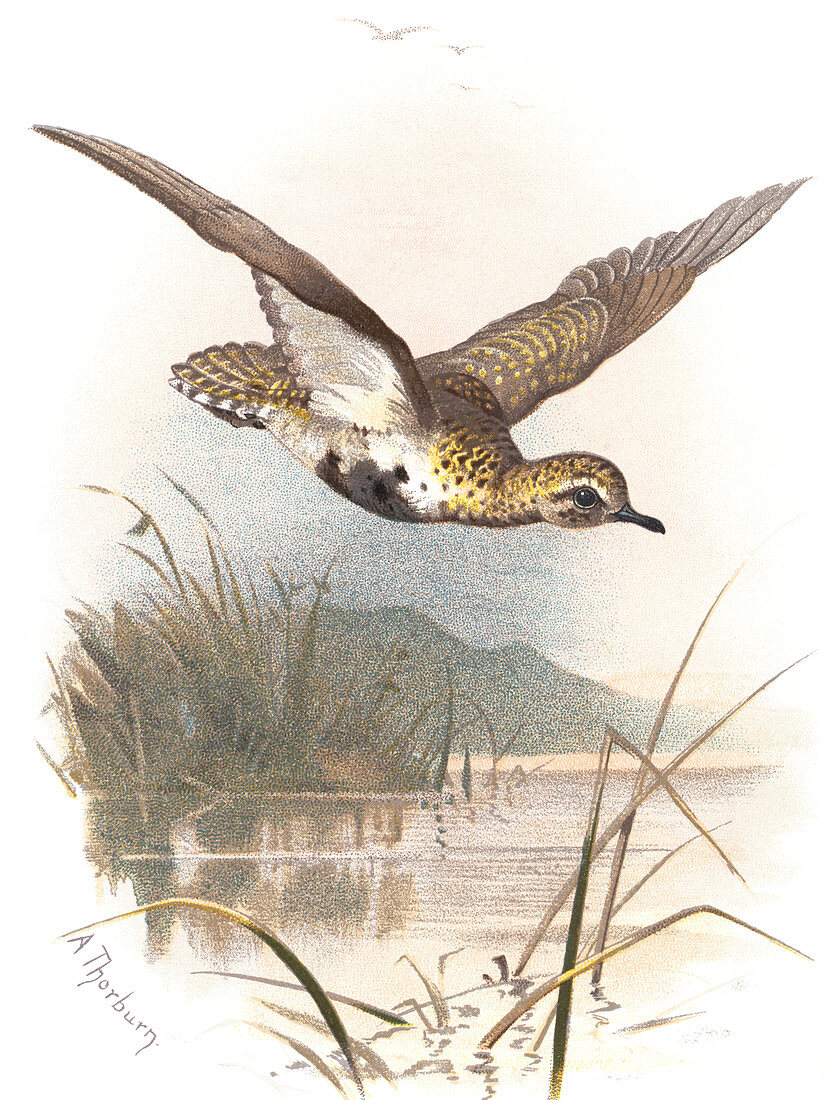 Golden plover,historical artwork